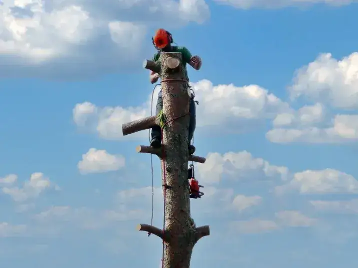 Tree Pruning by a qualified tree surgery team