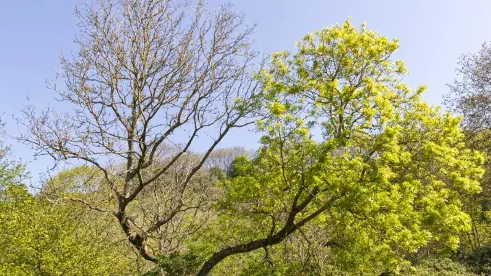 Tree work in Killay