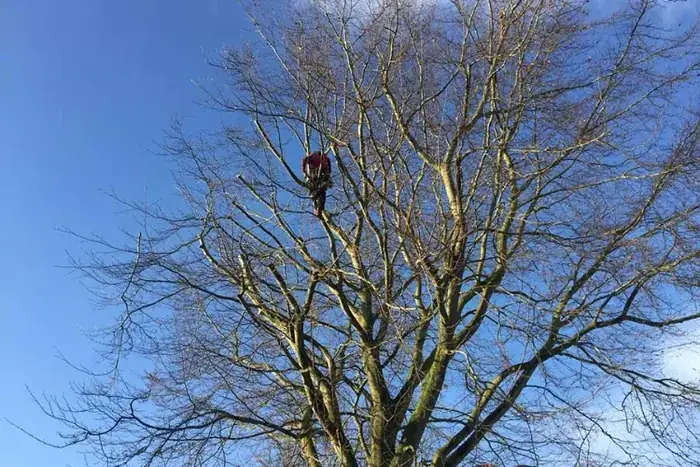 Crown Thinning in Swansea