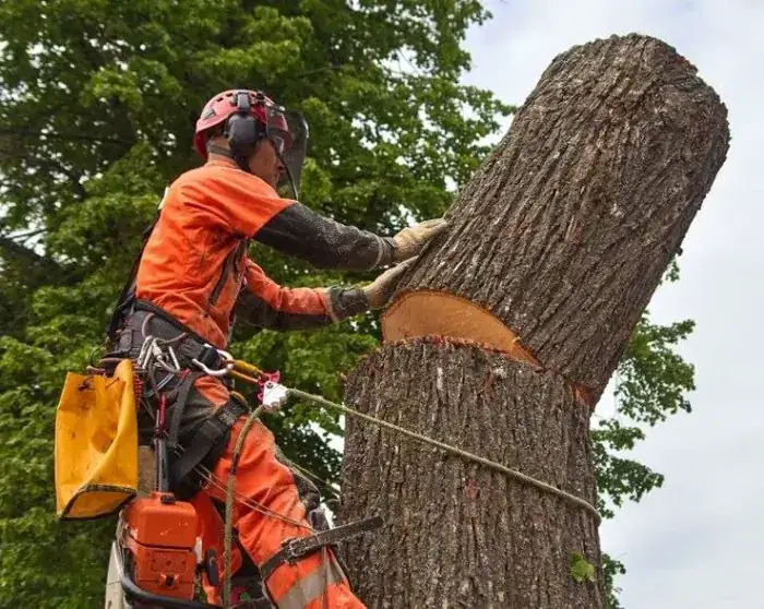 Tree Removal & Felling in Swansea