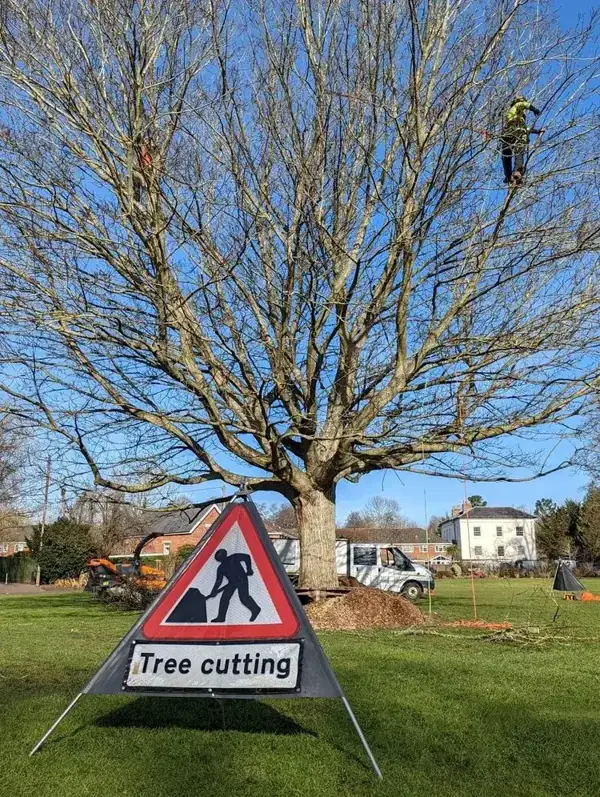 Crown Reduction in Swansea