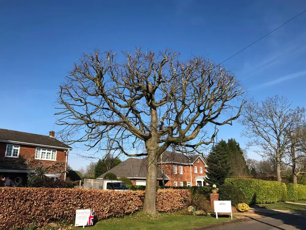 Tree work in Mumbles