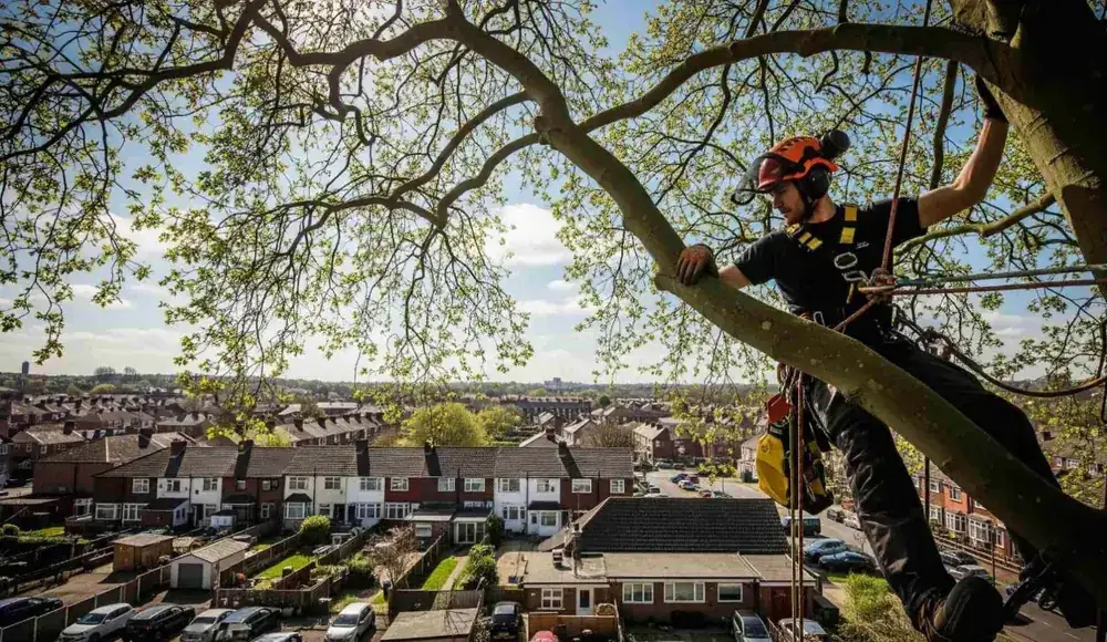 Tree work in Penllergaer