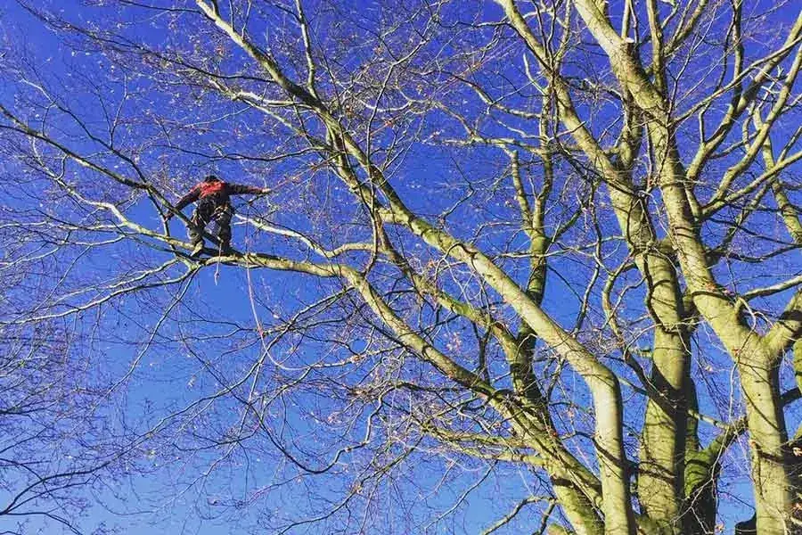 Tree Pruning in Swansea