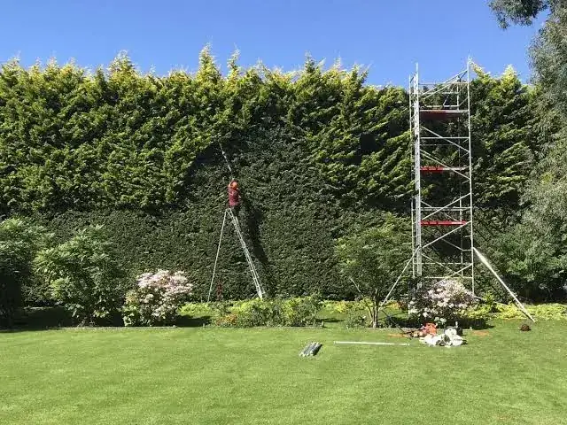 Leylandii and Conifer Removal in Swansea