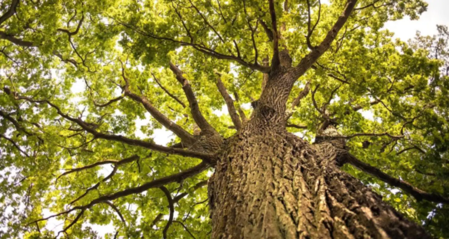 Looking up the trunk of a mature oak into a green canopy