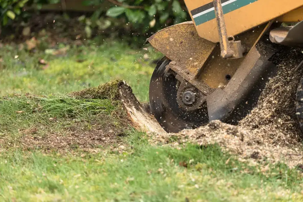 Stump Grinding and Removal in Swansea