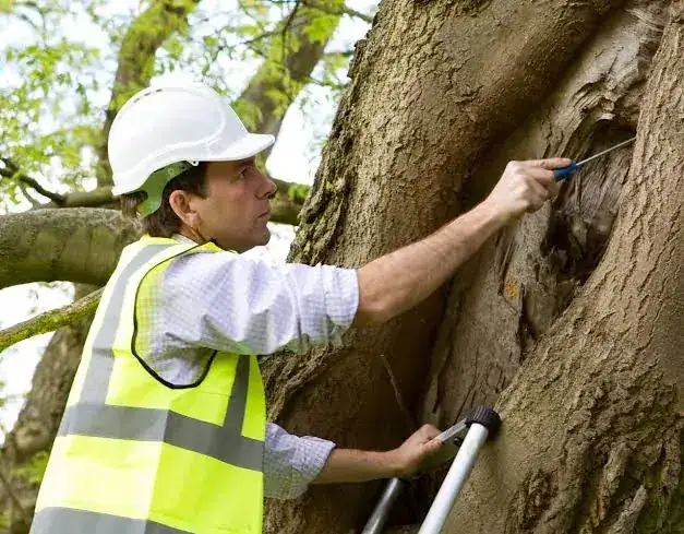 Work on Protected Trees in Swansea