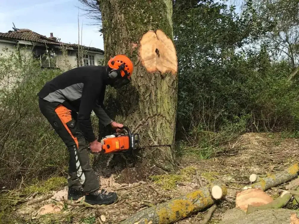 Tree work in Pontarddulais