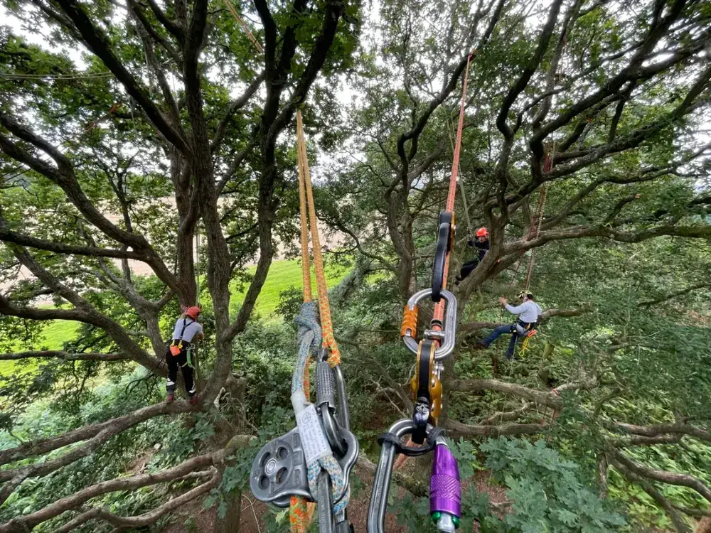 Tree work in Morriston